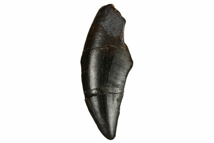 Serrated Tyrannosaur Tooth - Judith River Formation #184598